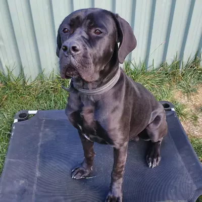 Cane Corso Dogs Puppies Gumtree Australia Bathurst City