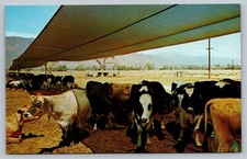 Lumite Shae Cloth Sun Resistant Material For Cattle c1960 Vintage Postcard