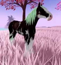 Wild Horse Islands    ND Rare Coat Clyde Clyd...