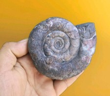 Clymenia laevigata Ammonite Fossil &ndash; Devonian Moroccan Ammonite, Fossils