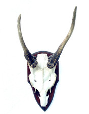 Reh Geweih auf sch&ouml;ner Holztafel, Rehgeh&ouml;rn Rehgeweih Bockgeh&ouml;rn Hirsch (5)