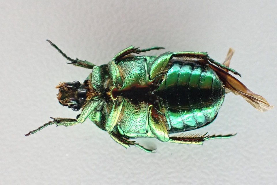 j26632. Insects, Cetoniidae sp. VietNam, Lai Chau | eBay