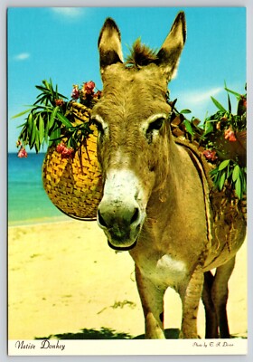Postcard Native Donkey Sunny Caribbean Flower Basket Equus asinus Dexter Press