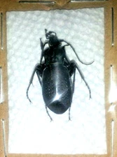 Carabidae: Carabus (Oxycarabus) saphyrinus pseudosaphyrinus, A1/A-