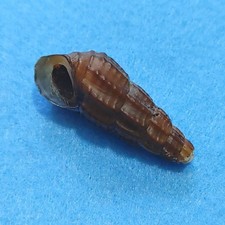 Semisulcospira crypica 35 mm très rare nouvelle espèce corne escargots coquillages d'eau douce
