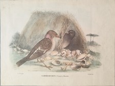 ANTICA STAMPA A COLORI LITOGRAFIA 1870 R. PETRAROJA. UCCELLO CLAMIDERA MACCHIATA