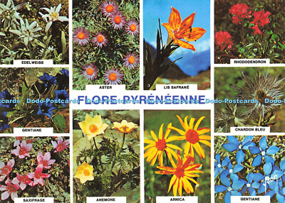 D152981 Flore Pyreneenne. Aster. Yvon. S. P. A. D. E. M. Multi View