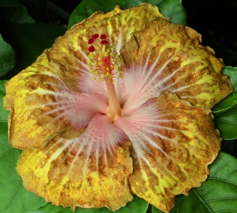 ZEAK ADIL Tropical Hibiscus -- Plant in 4.5" pot