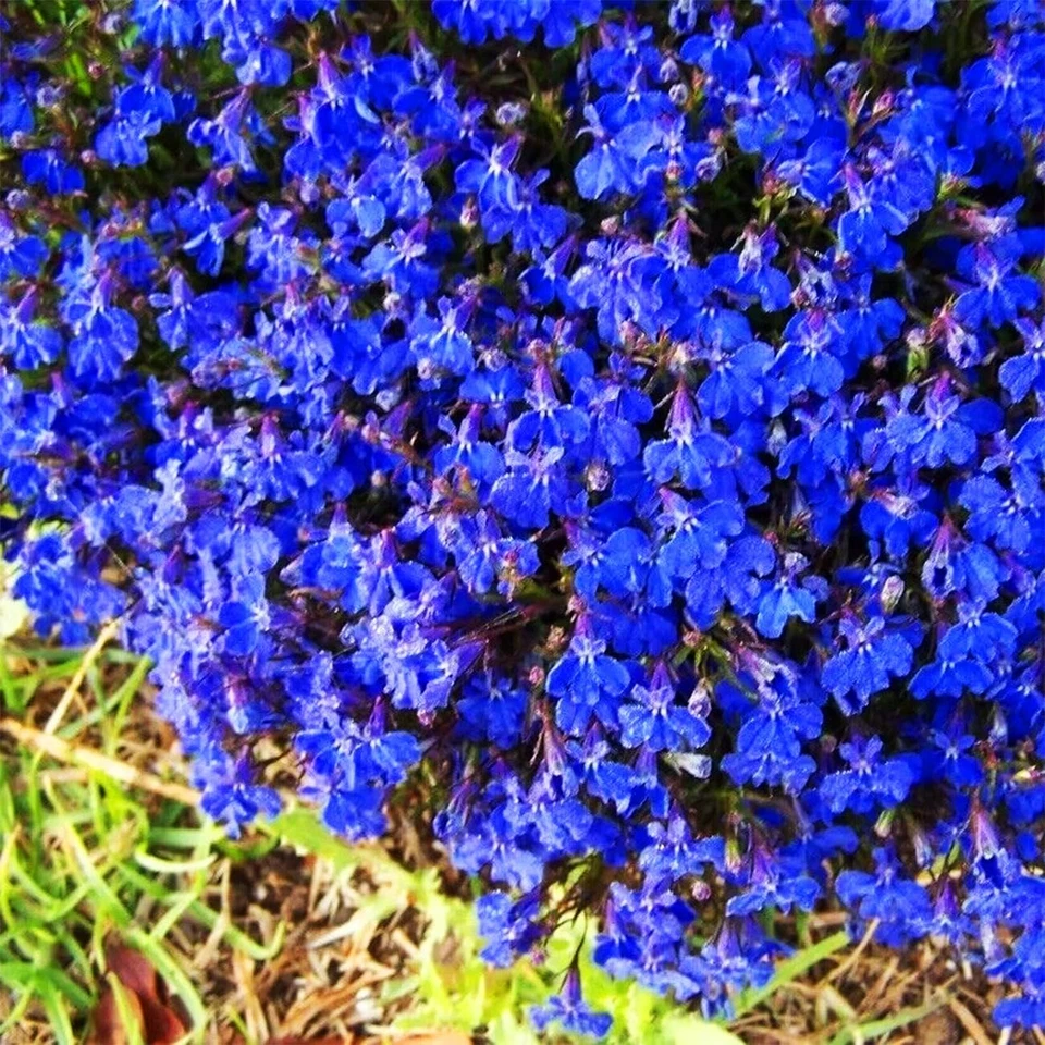20000+ Magic Blue Creeping Thyme Seeds for Planting Ground Cover Plants Heirloom - Image 2 of 4