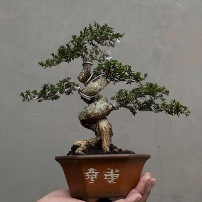 Live Tree Serissa japonica Bonsai Tree 004