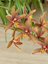 Cymbidium Madison Falls  Fragrant  1 Gallon