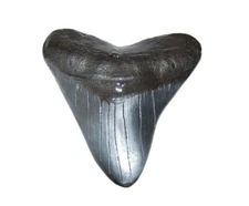 Megalodon Tooth (Replica) Metal Belt Buckle Giant Fossil Shark