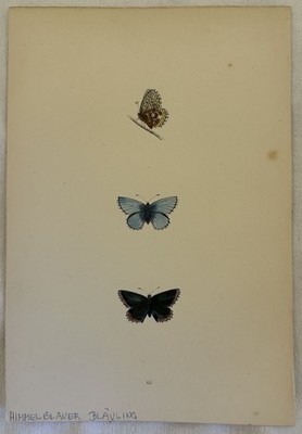Farfalle Lithografie LYSANDRA BELARGUS ADONE BLUE BELLARDO FARFALLA 1870