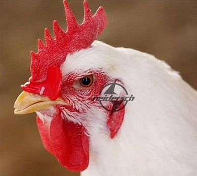55mm 10pcs   Chicken Eyes Glasses Avoid Hen peck each other chicken farm *uq