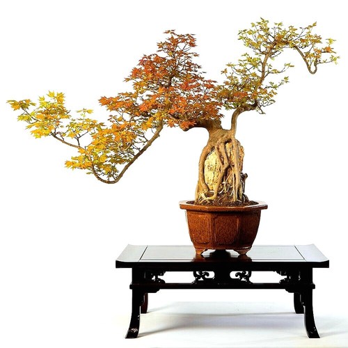 TRIDENT MAPLE TREE SEEDS (Acer buergerianum) Hardy Fall Colors Bonsai Plant - Picture 9 of 12