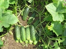 Cucumber seeds, 500 Competitor cucumber seeds, Heirloom organic seeds -889