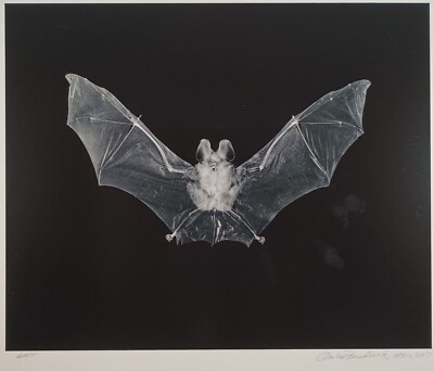 Original Large Format Black & White Photo Bat by Charles Fendrock Listed