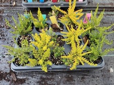 Jumbo Heather Plugs. 30 (2x15) plants in at least 5