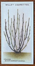 Wills 1923 Cigarette Card Gardening Hints No. 43 Pruning Black Currant Bushes.