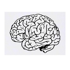 'Human Brain' Temporary Tattoos / Transfers TO00026938 