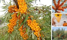 50PCS Sea Buckthorn Seeds Hippophae Rhamnoides Perennial Shrub Seeds Edible
