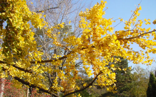 Ginkgo biloba, Maidenhair Tree plant in a 8cm pot - Picture 5 of 6