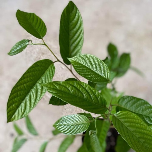 Planta Ylang-Ylang Cananga Odorata Flor Tropical Fragancia Árbol Alto 20 pulgadas - Imagen 3 de 5