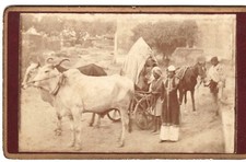 Charrette à bœufs campagne indienne Photo CDV Inde circa 1880