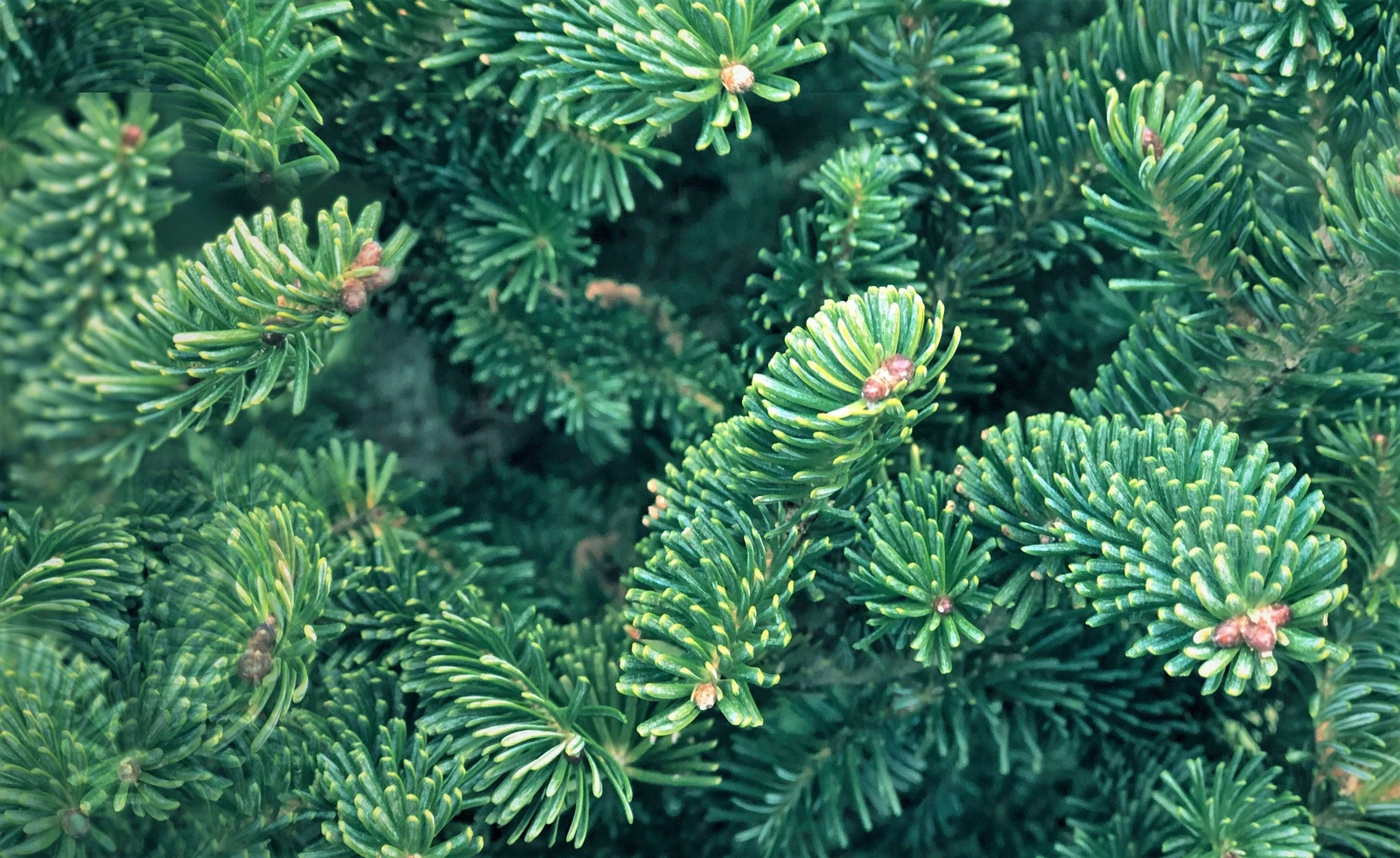 Picture 8 of 16