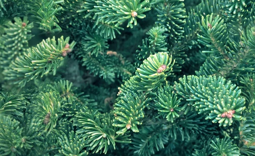 20 FRASER FIR Tree Abies Fraseri Christmas Tree Southern Balsam Fir Native Seeds - Picture 8 of 16