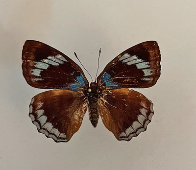 Nymphalidae DOXOCOPA ZUNILDA FLORIS****RAR female*****Ecuador, Napo
