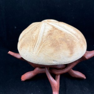 Beautiful White Puffer Sea Biscuit Shell Sand Dollar Beach Crafts Nautical Decor