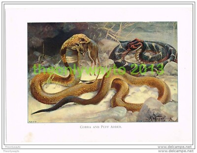 COBRA AND PUFF ADDER, BOOK ILLUSTRATION (PRINT), LYDEKKER, c1916