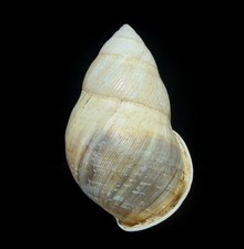 LAND SNAIL, SHELL - Amphidromus ingensoides 2024 - RARE, 64.2MM, VIETNAM