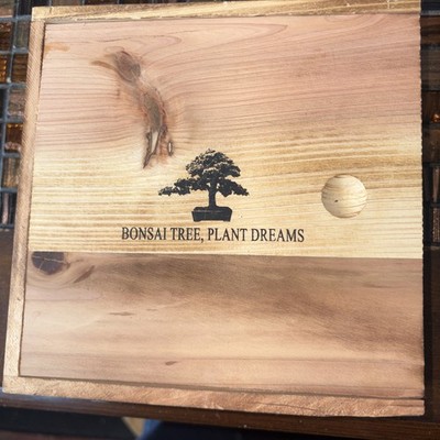 Bonsai Tree Plant Dreams Starter Kit
