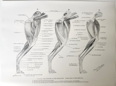 Greyhound Dog Muscles Anatomy Ernest Thompson Seton Vintage 1977 Book Art Print