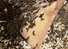 Dermestid beetles 1,500+ Adults , Larvae, eggs.    $.06/each