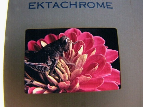 Vintage 1972 Color Slide Film Photograph Grass Hopper on Flower - Picture 3 of 4