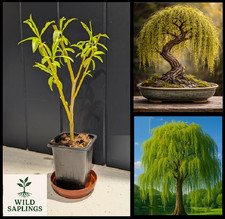 Golden Weeping Willow | Bonsai Starter | Rooted cutting | UK Grown Fully Hardy