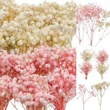 100 PCS Mini Dried Babys Breath Flowers Pink Cream White 5600 Gypsophila Bulk