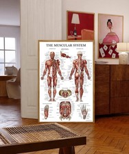 Human Muscular System Detailed Anatomy Medical Chart Poster