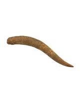 1 Raw Unfinished Steer Cow Horn Natural Colored