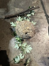 Huge Bald Face Hornet Wasp Paper Hive Nest wi...