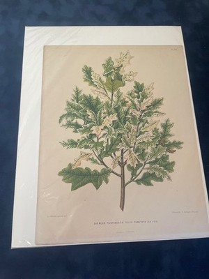 Vintage Botanical Chromolithograph Quercus Fastigeata Oak Leaf Print