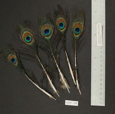 Five 6.5'' to 7'' Whole Peacock Small Eye Sticks Millinery/Feather Arts SF-320