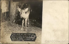 Rockville, Pennsylvania PA This deer captured rescued Original Vintage RPPC