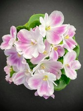 African Violet Leaves (2) Hunter's Crazy Cat Lady (M) Girl