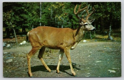 Ten-Point Whitetail Buck Forest Clearing Dexter New York Postcard