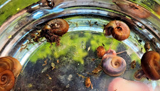 12 Ramshorn/Bladder Snails - LIVE mixed sizes Aquarium Cleaners/Algae Eaters