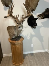 34-Point Whitetail Deer 21” Spread Shoulder Mount  Buck Trophy Taxidermy